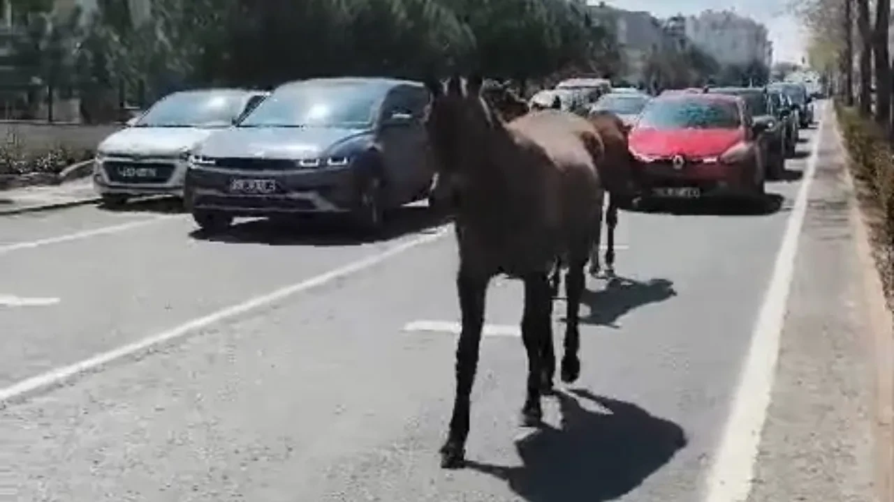 Başıboş atlar kenti mesken tuttu! Trafik felç oldu