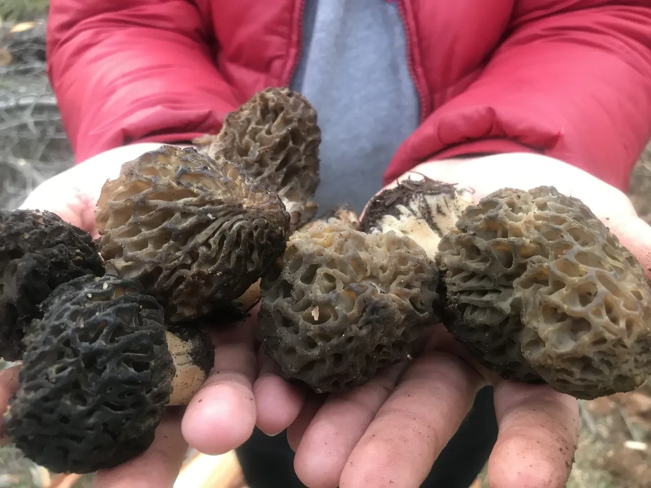 Sabahtan akşama kadar onu arıyorlar... Kod adı: Bin 800! 'İlk çıktığında kilosu 4 bin liraydı' 