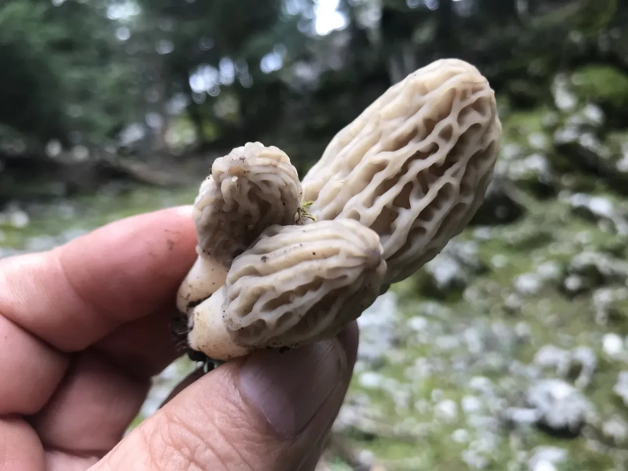 Sabahtan akşama kadar onu arıyorlar... Kod adı: Bin 800! 'İlk çıktığında kilosu 4 bin liraydı'