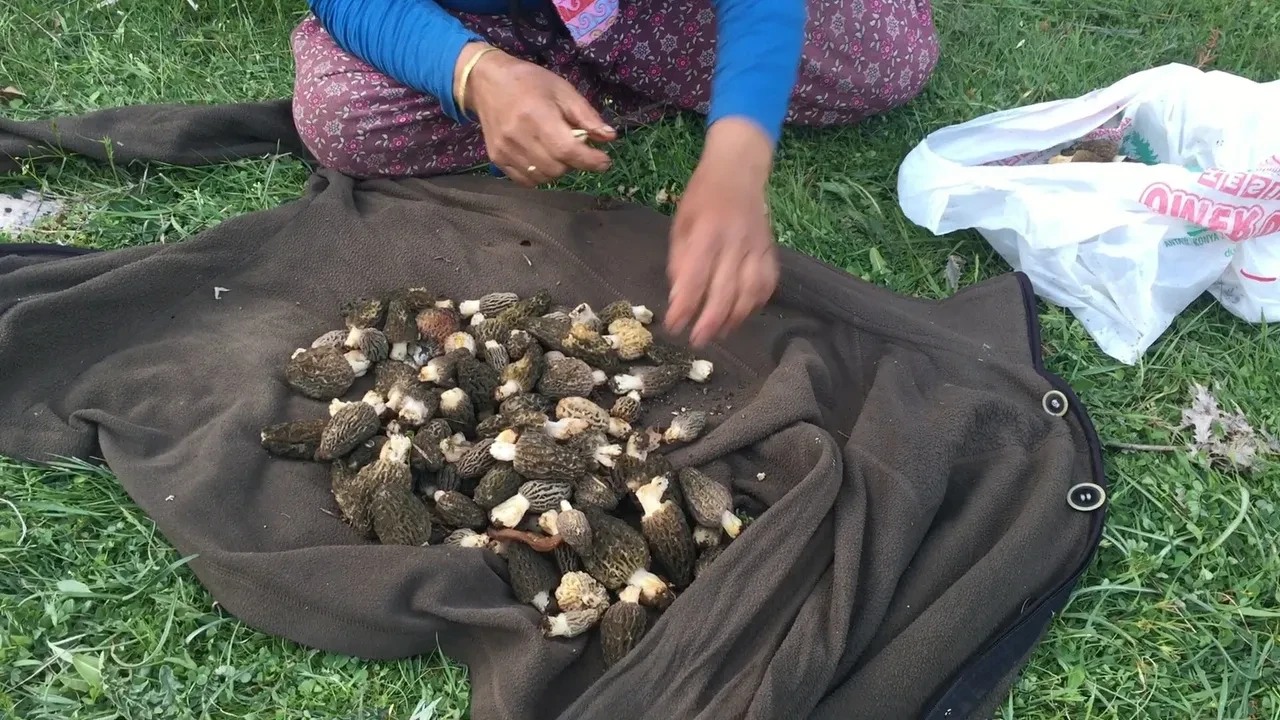 Sabahtan akşama kadar onu arıyorlar... Kod adı: Bin 800! 'İlk çıktığında kilosu 4 bin liraydı'