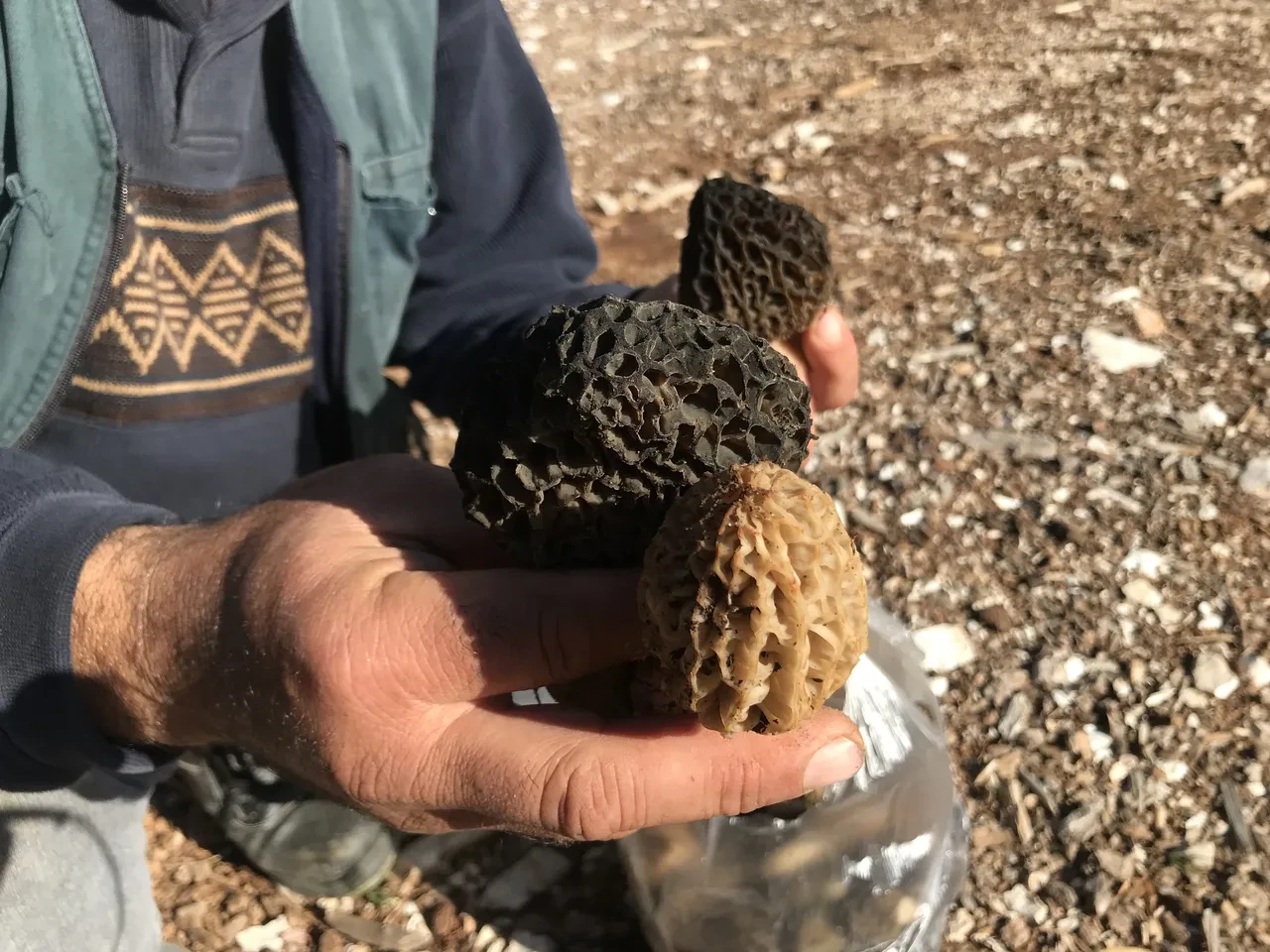 Sabahtan akşama kadar onu arıyorlar... Kod adı: Bin 800! 'İlk çıktığında kilosu 4 bin liraydı'