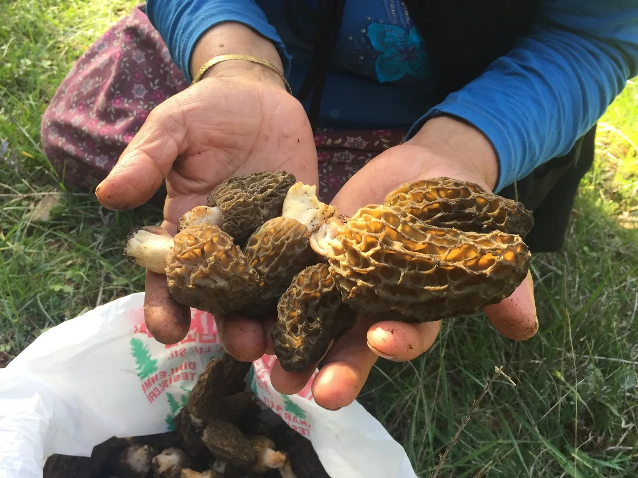 Sabahtan akşama kadar onu arıyorlar... Kod adı: Bin 800! 'İlk çıktığında kilosu 4 bin liraydı'