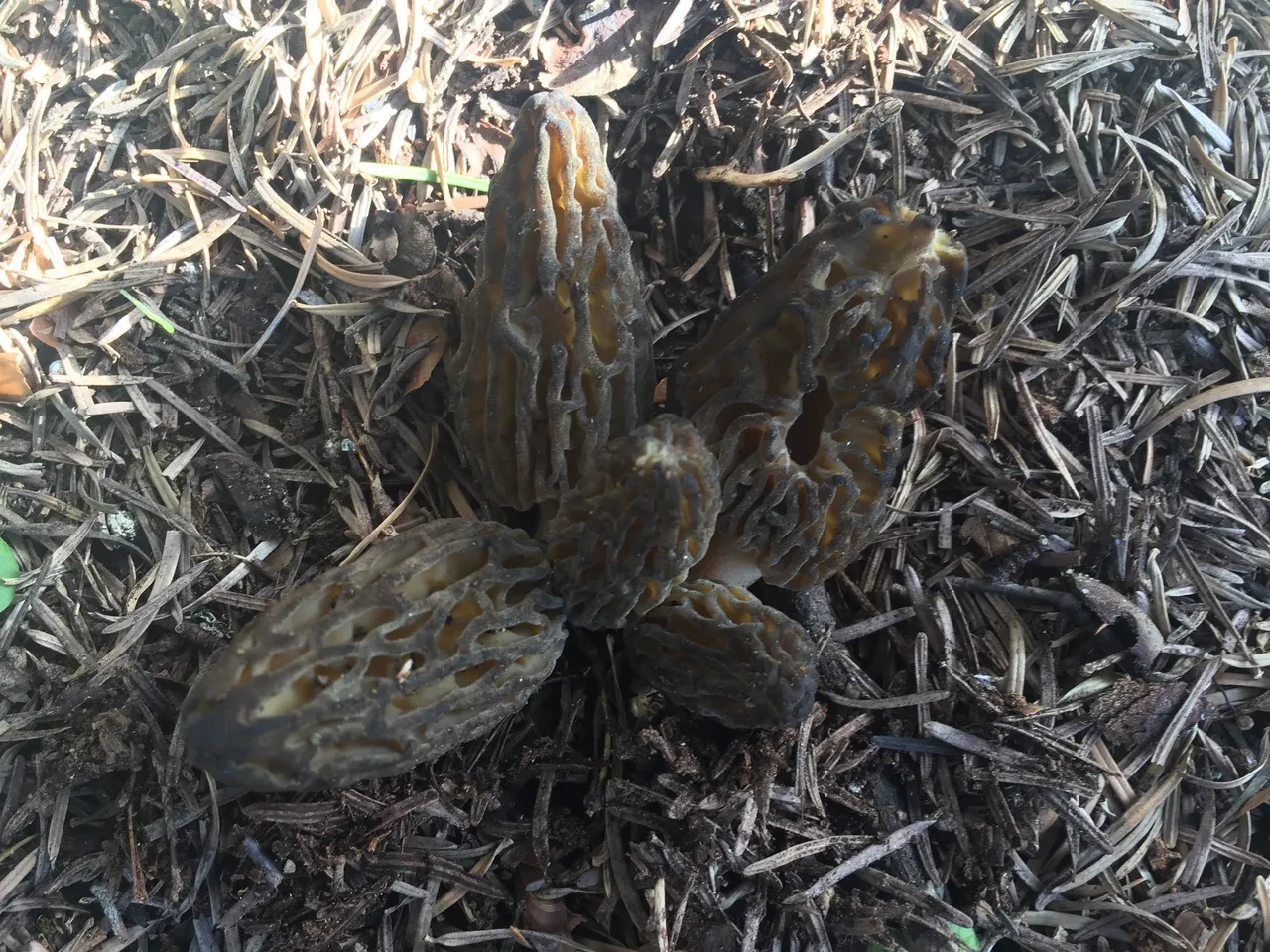 Sabahtan akşama kadar onu arıyorlar... Kod adı: Bin 800! 'İlk çıktığında kilosu 4 bin liraydı'