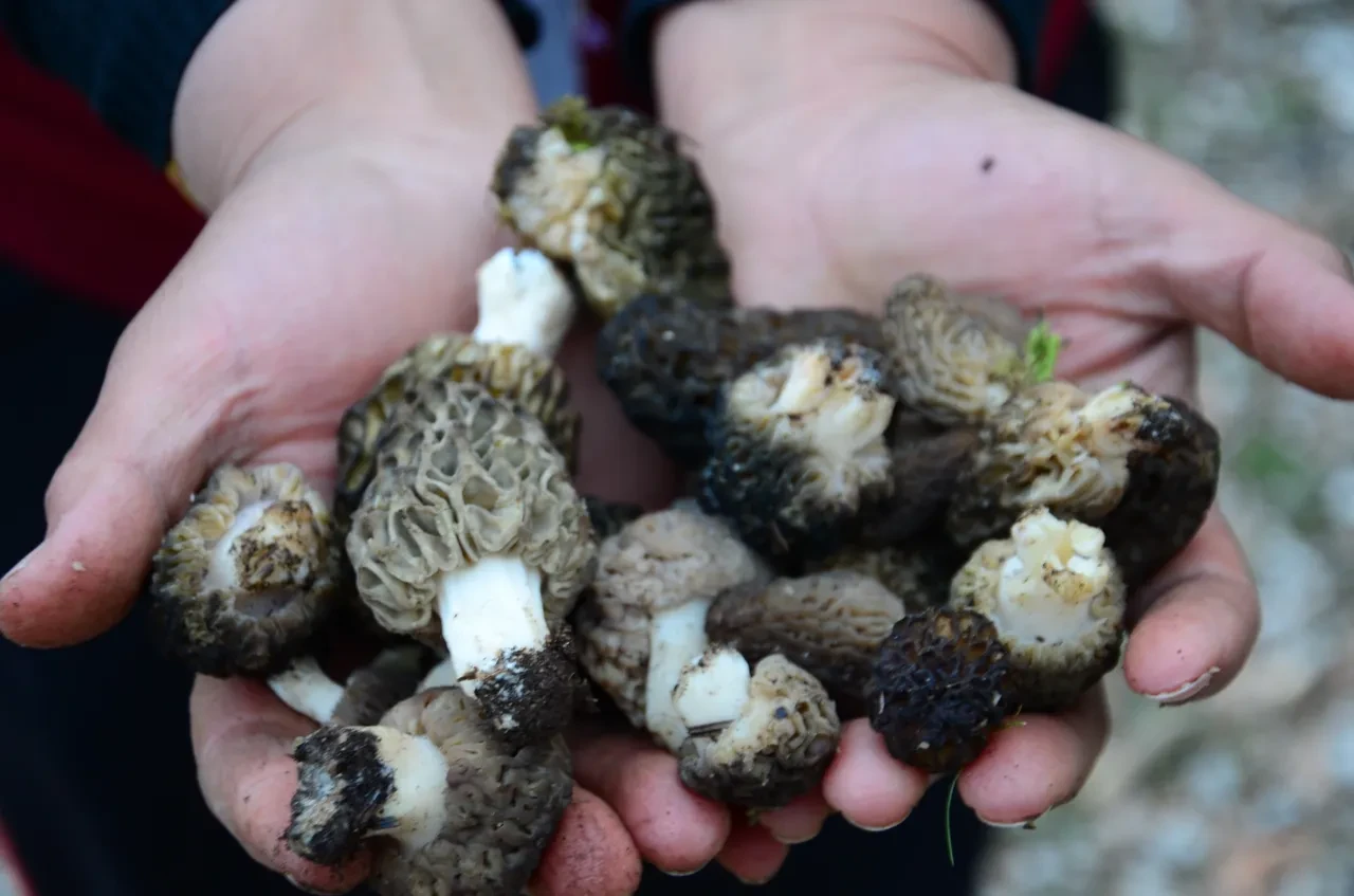 Sabahtan akşama kadar onu arıyorlar... Kod adı: Bin 800! 'İlk çıktığında kilosu 4 bin liraydı'