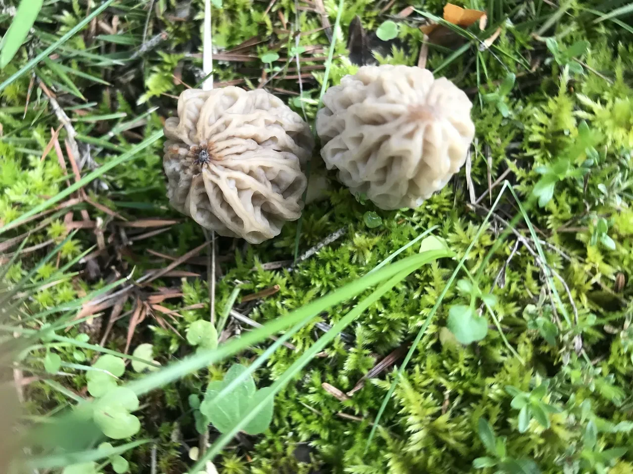 Sabahtan akşama kadar onu arıyorlar... Kod adı: Bin 800! 'İlk çıktığında kilosu 4 bin liraydı'