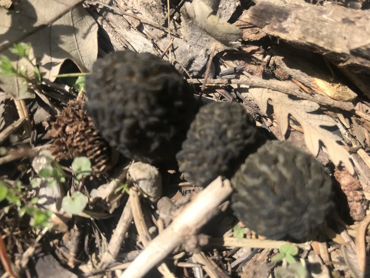 Sabahtan akşama kadar onu arıyorlar... Kod adı: Bin 800! 'İlk çıktığında kilosu 4 bin liraydı'