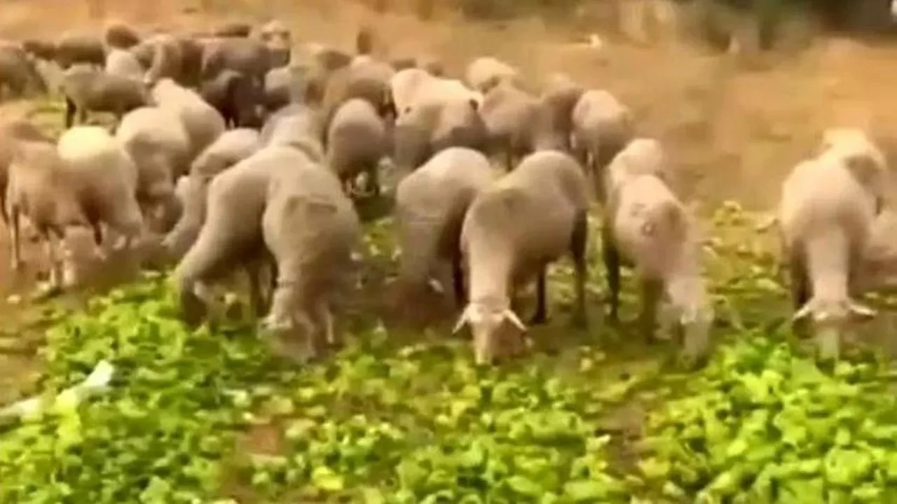 Ticaret Bakanlığı’ndan biberlerin hayvan yemi yapıldığı görüntüler hakkında açıklama: ‘Açık bir manipülasyon girişimi’