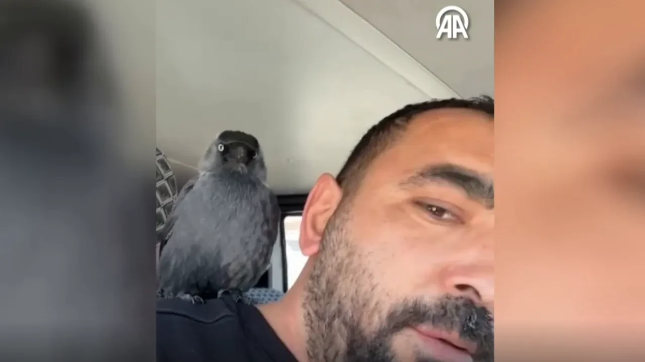Karganın otomobil keyfi kamerada! Sürücünün omzuna konup yolculuk etti