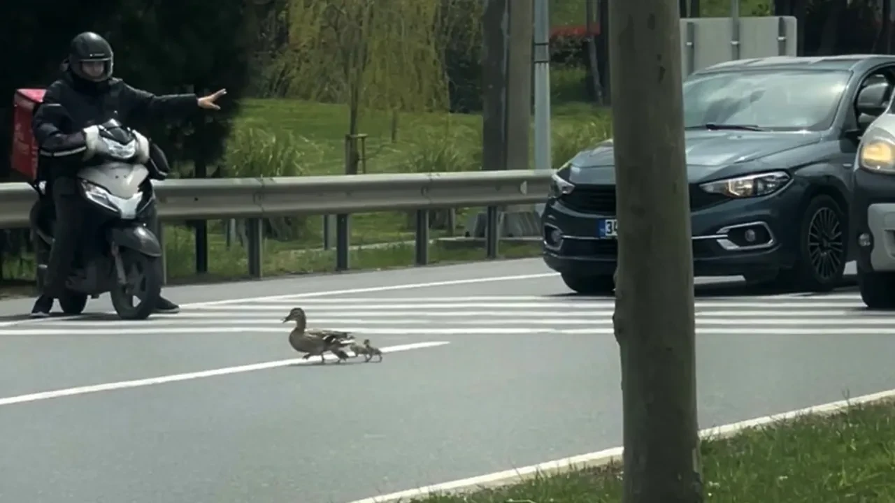 Ördek ailesi İstanbul trafiğinde! Sürücüler durup yol verdi