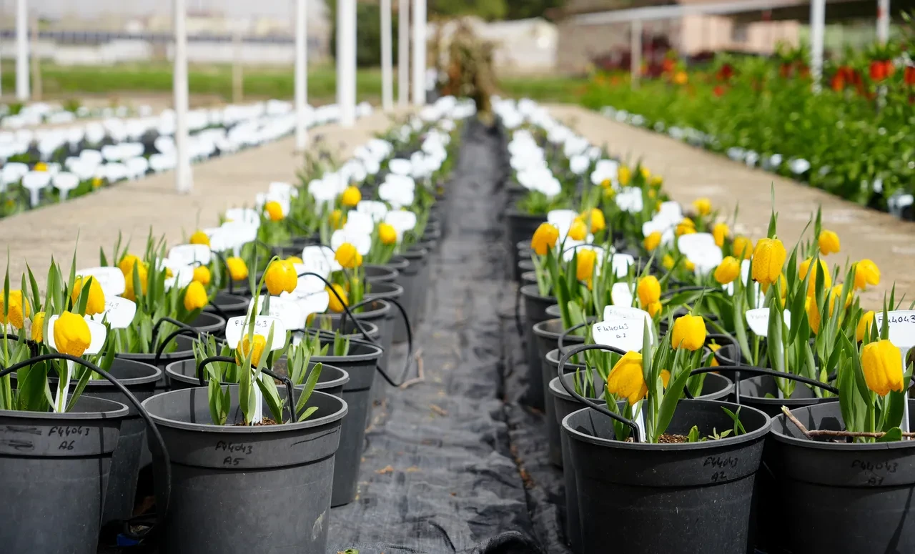 Yılda sadece 20 gün yaşıyor! Koparmanın cezası 700 bin TL oldu