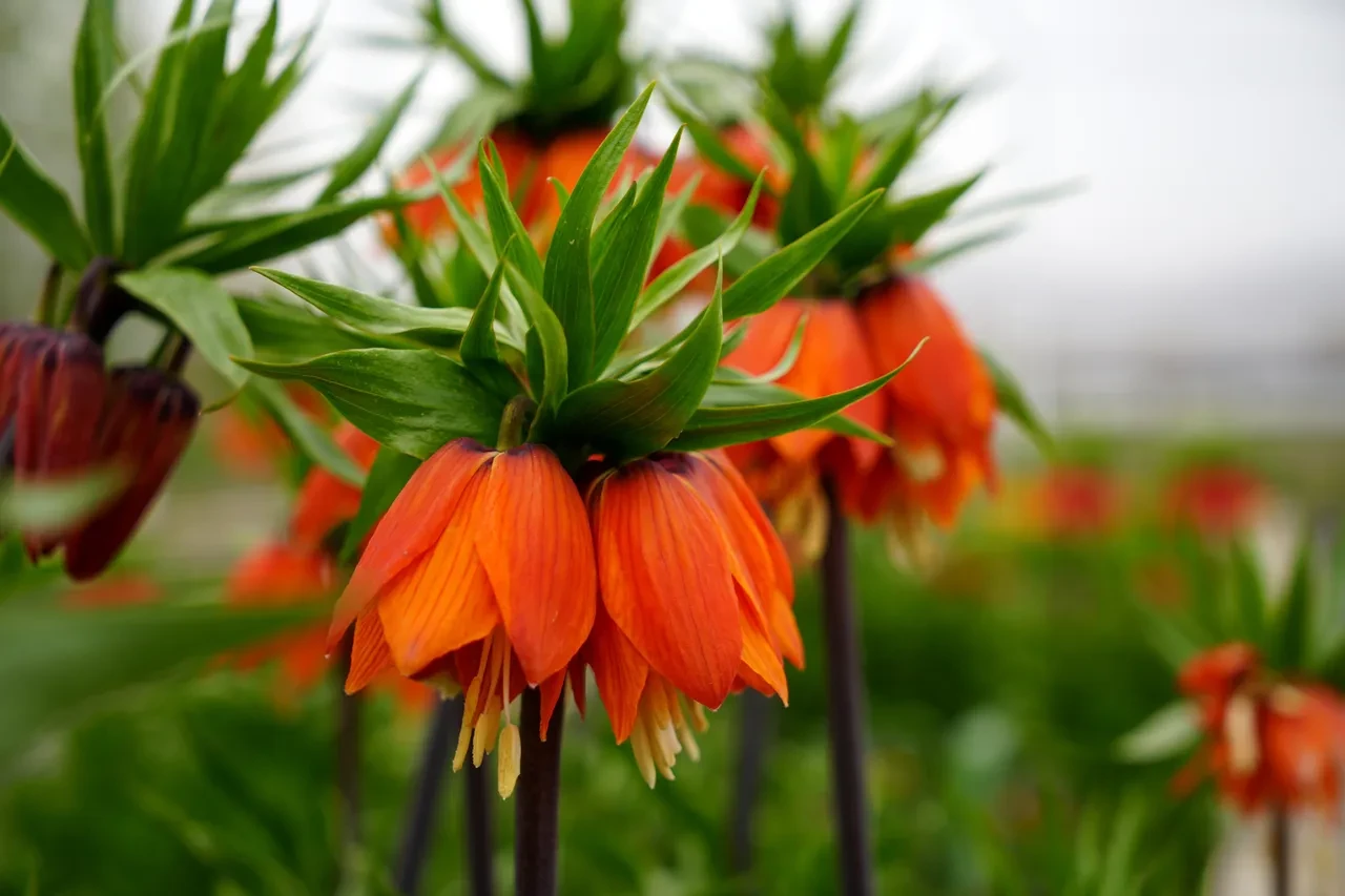 Yılda sadece 20 gün yaşıyor! Koparmanın cezası 700 bin TL oldu