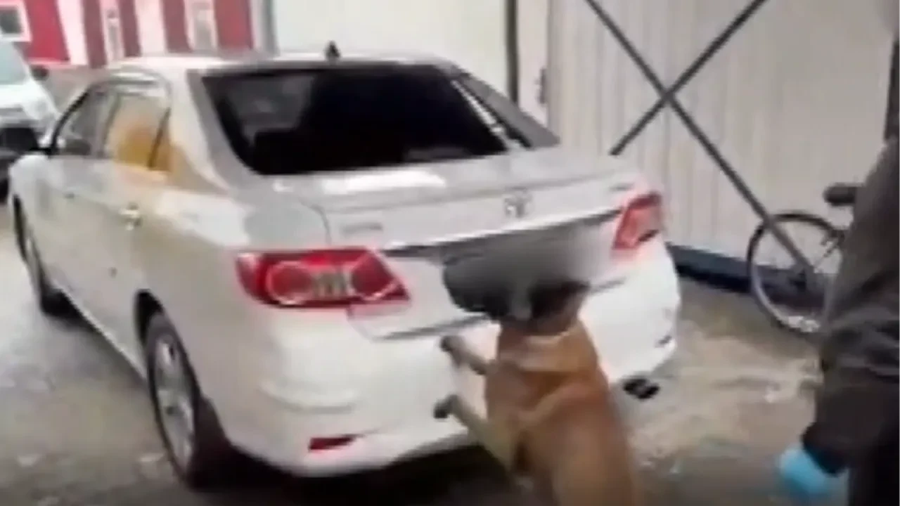 Zulayı narkotik köpeği buldu: Diyarbakır’da otomobilin tamponundan kilo kilo kokain çıktı!