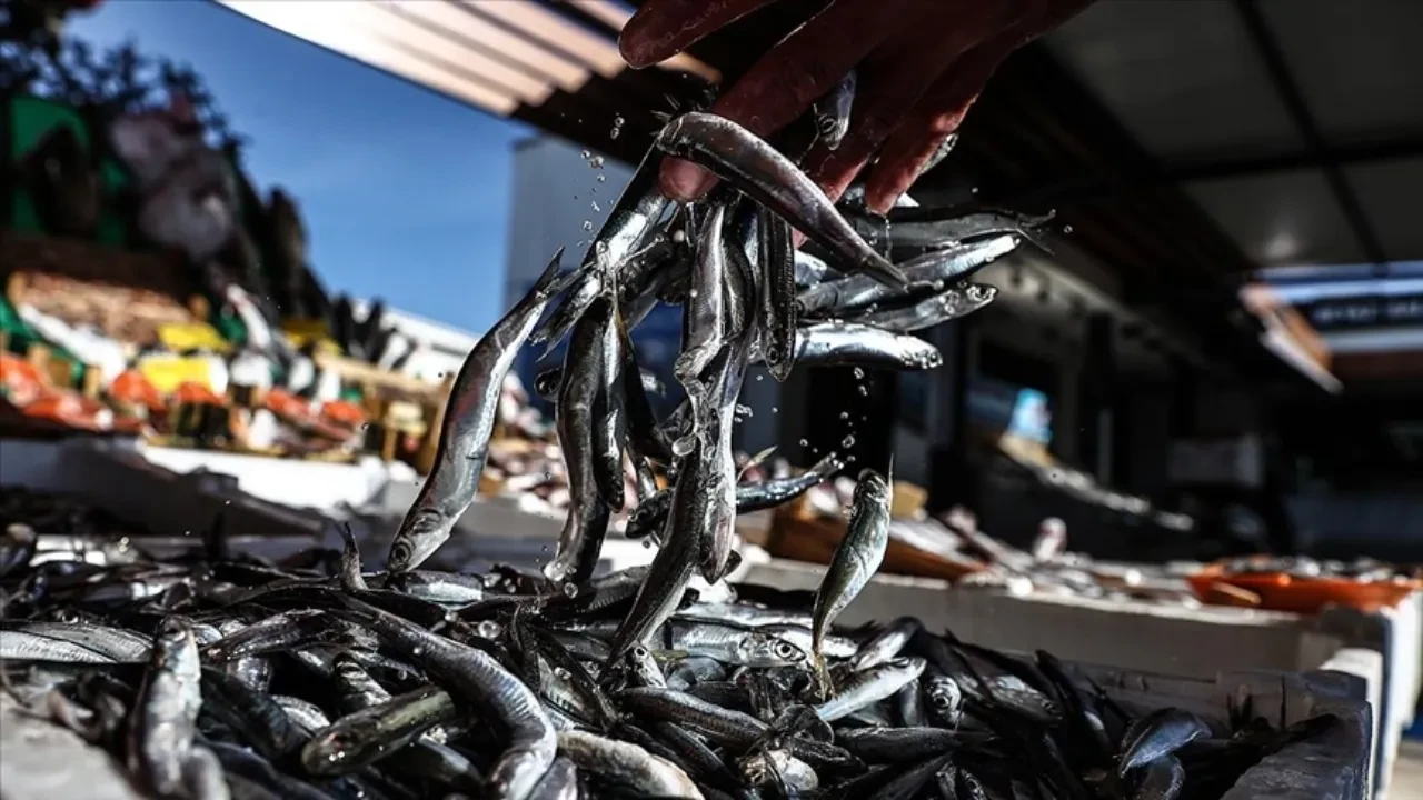 Av yasağı öncesi 'son' balıklar! Kilosu 100 TL'den satılıyor 