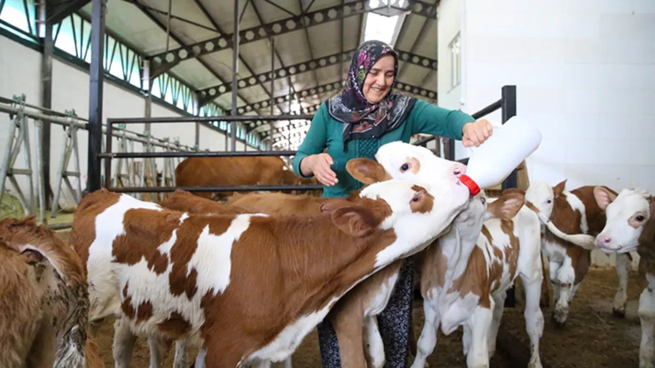 Bekara 2 evliye 3 asgari ücret! 'Köye dönüş' projesinin şartları belli oldu