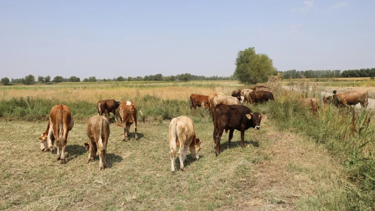 Bekara 2 evliye 3 asgari ücret! 'Köye dönüş' projesinin şartları belli oldu
