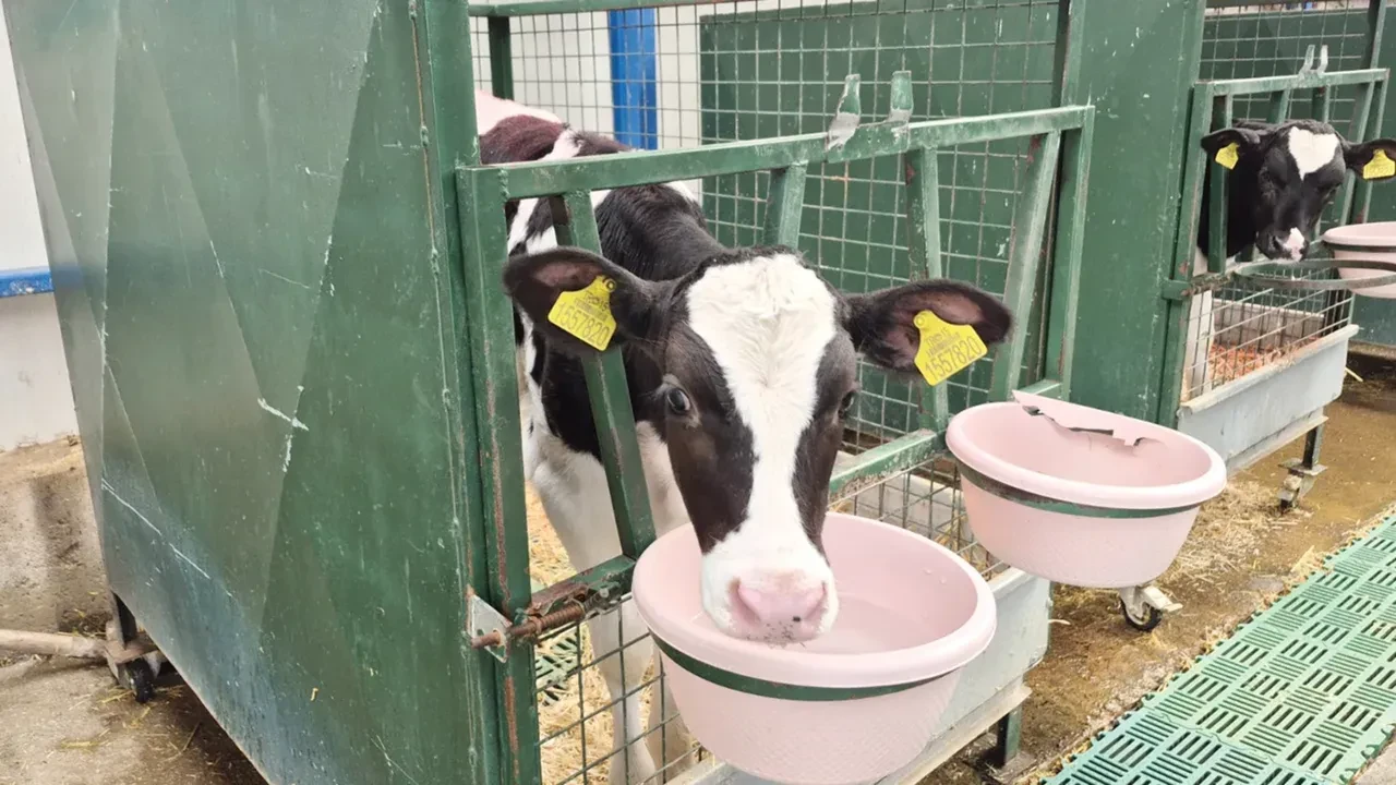 Bekara 2 evliye 3 asgari ücret! 'Köye dönüş' projesinin şartları belli oldu