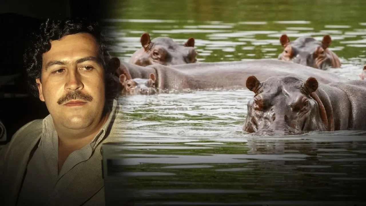 Pablo Escobar'ın insan hayatını tehlikeye atan su aygırları itlaf edilecek