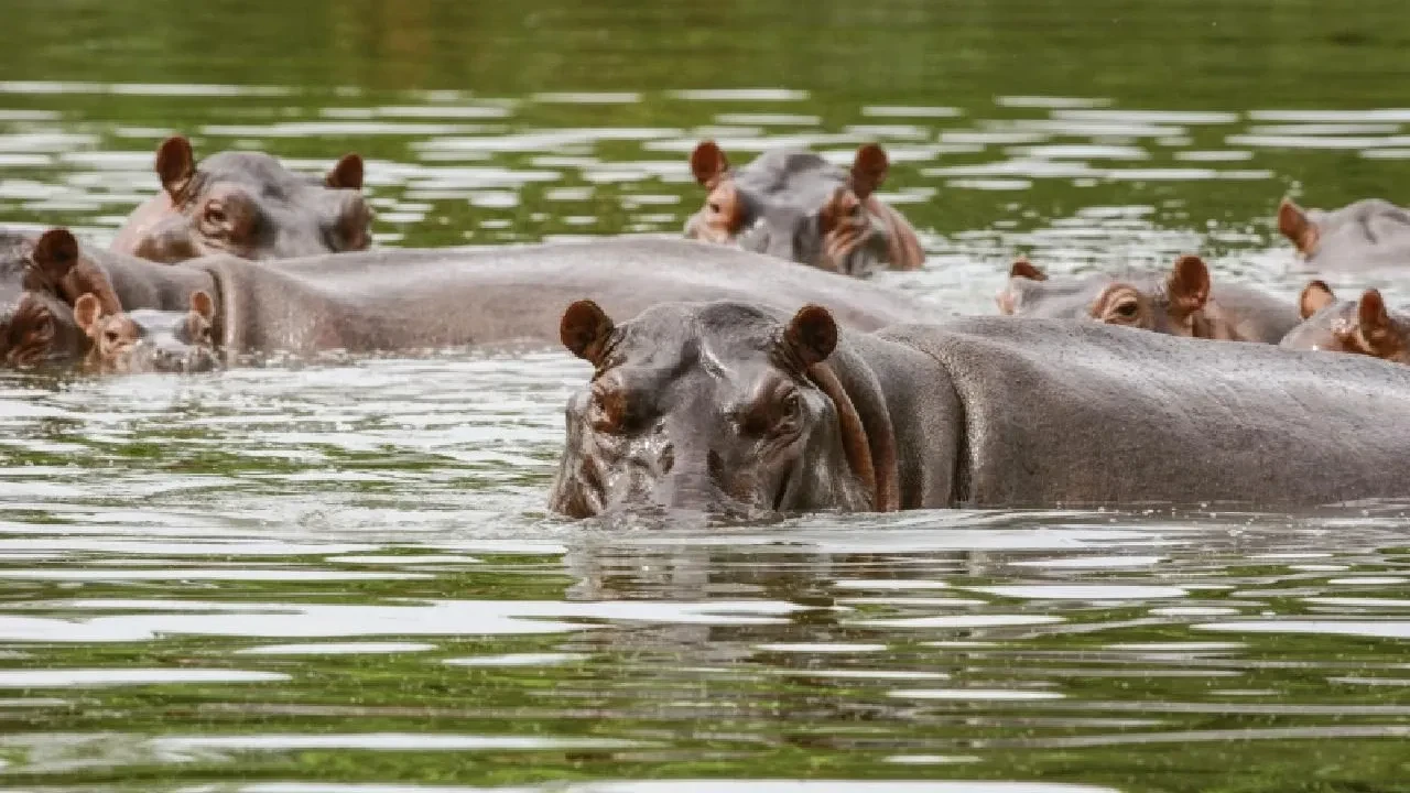 Pablo Escobar'ın insan hayatını tehlikeye atan su aygırları itlaf edilecek