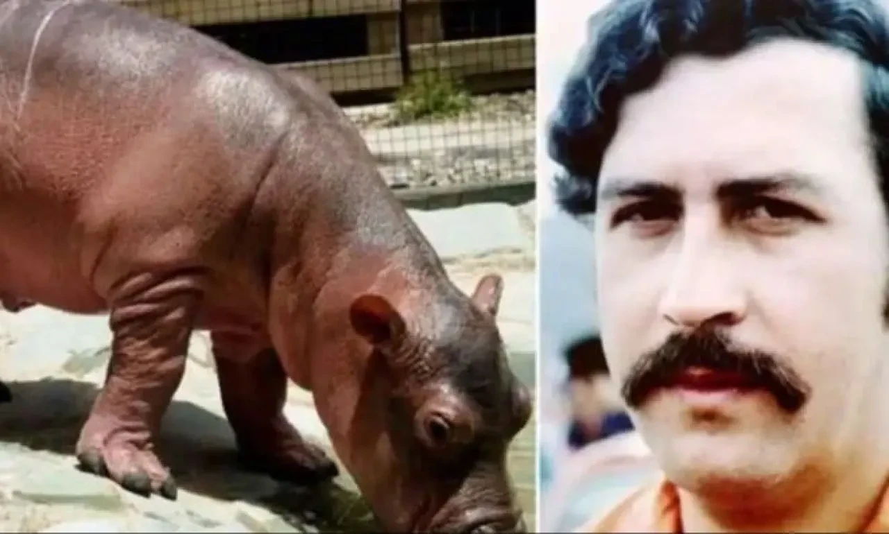 Pablo Escobar'ın insan hayatını tehlikeye atan su aygırları itlaf edilecek