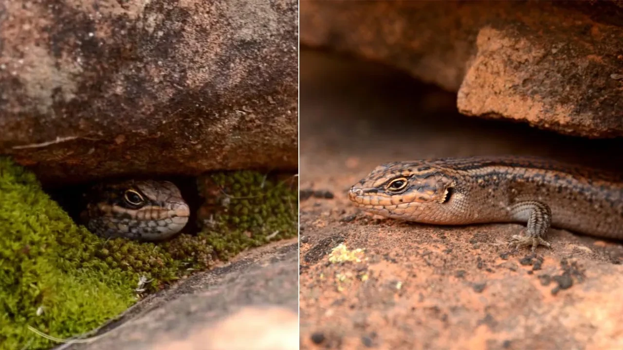 Saklandığı yerden tesadüfen bulundu! Dünyada sadece 20 tane kalan canlı kameraya alındı