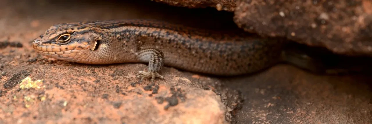Saklandığı yerden tesadüfen bulundu! Dünyada sadece 20 tane kalan canlı kameraya alındı