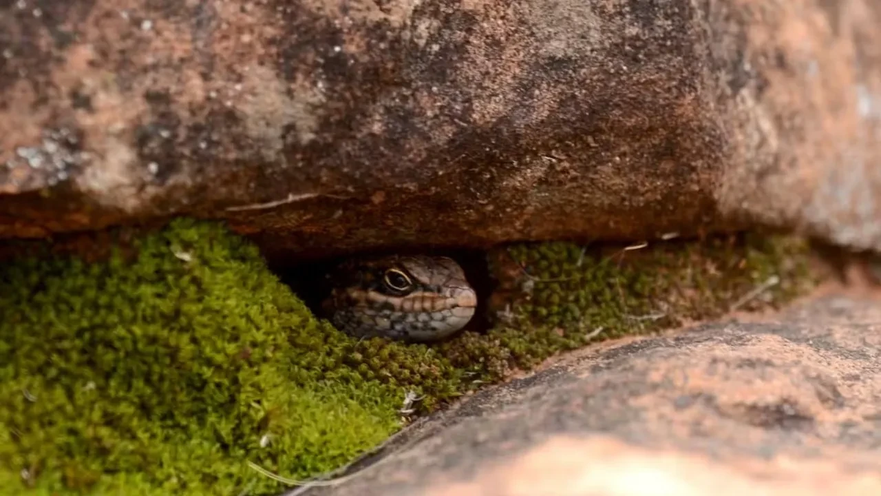 Saklandığı yerden tesadüfen bulundu! Dünyada sadece 20 tane kalan canlı kameraya alındı