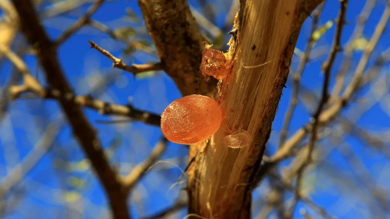 Akasya zamkı bağırsak içini yumuşatıyor! Jel kıvamıyla İyi bakterilere yardım ediyor