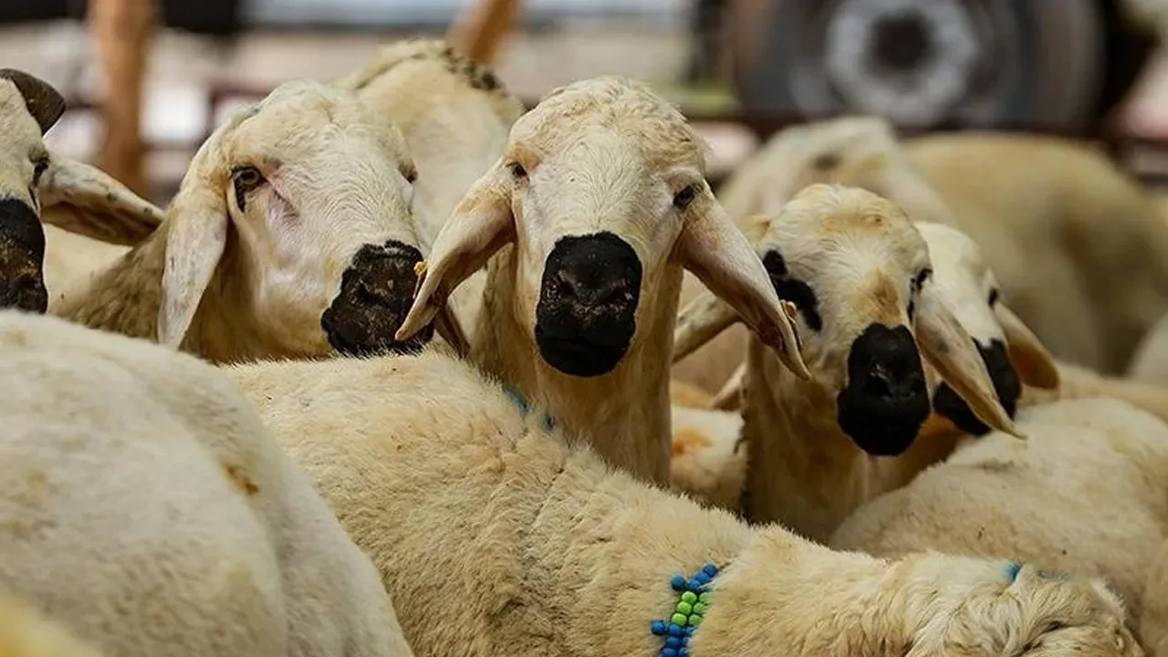 Dolandırıcılar Kurban Bayramı avına çıtı! Uzman isimden kritik uyarı