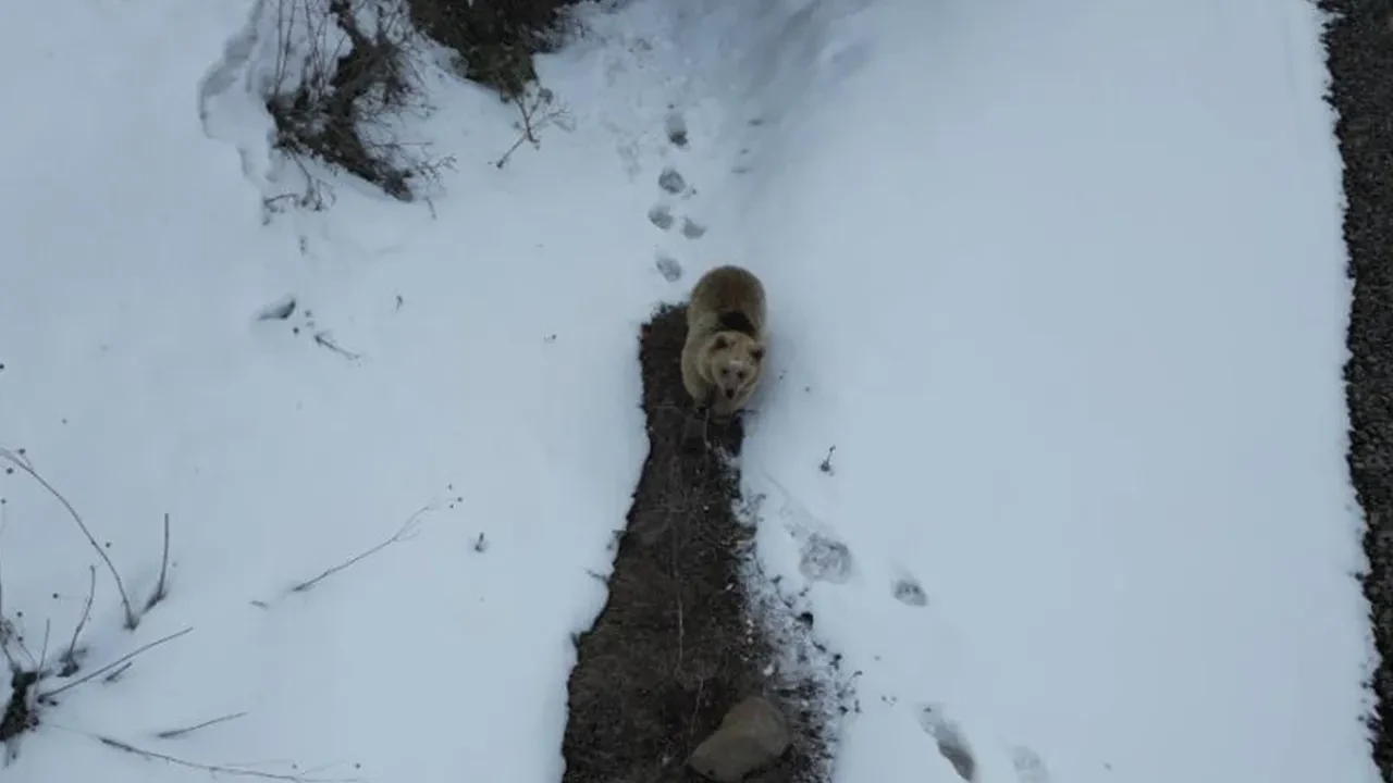 Boz ayının drone ile imtihanı! Merak ve tedirginlik bir arada