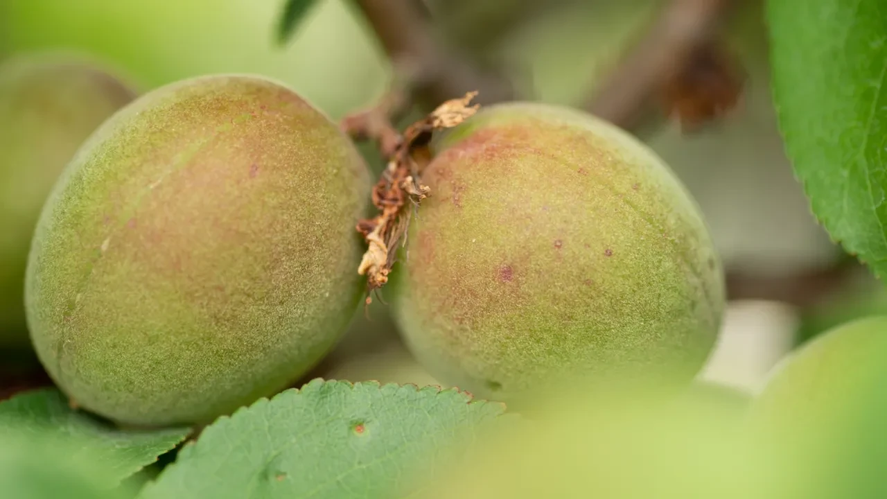 Erik ve çağlayı tuzla yiyenler dikkat! Ödem depoları doluyor