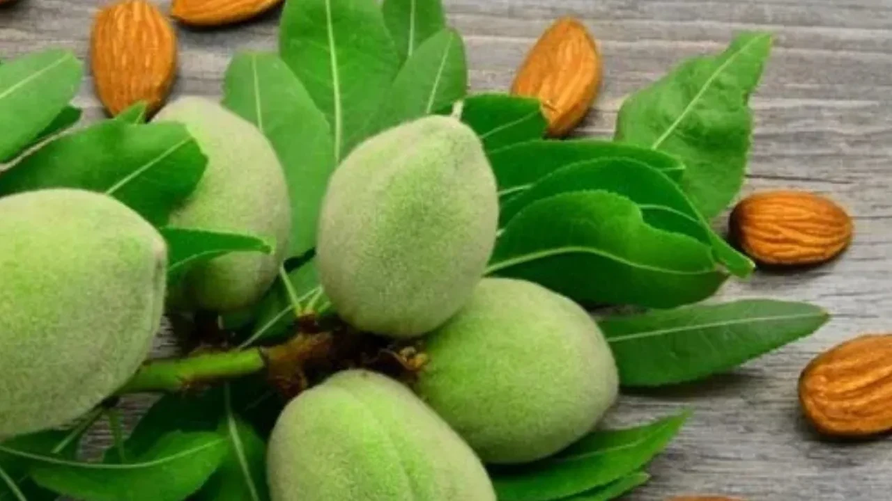 Erik ve çağlayı tuzla yiyenler dikkat! Ödem depoları doluyor