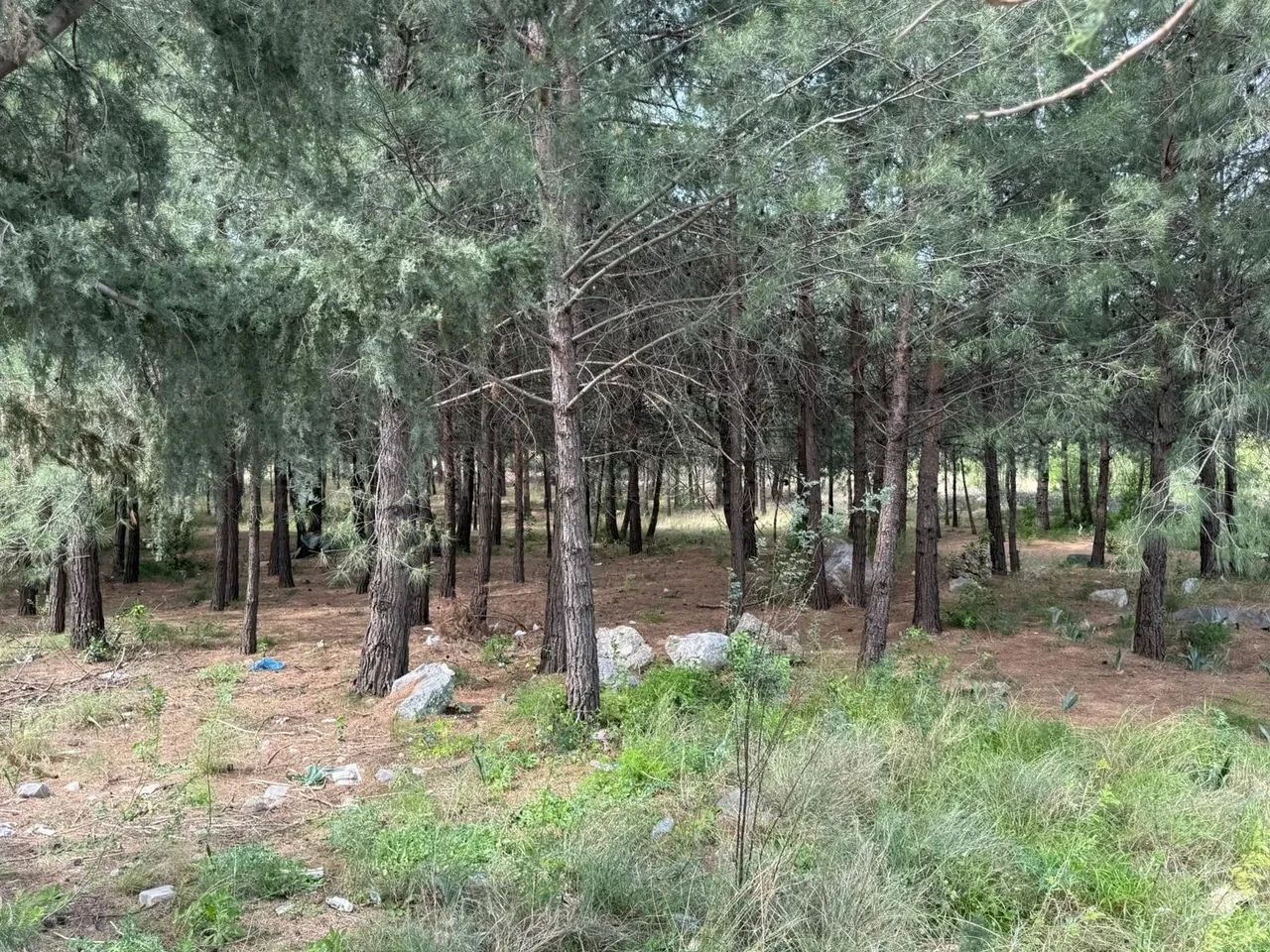 Hatay'da akraba vahşeti: Önce oğlunu vurdular, sonra annesini gömüp altınlarını sattılar!