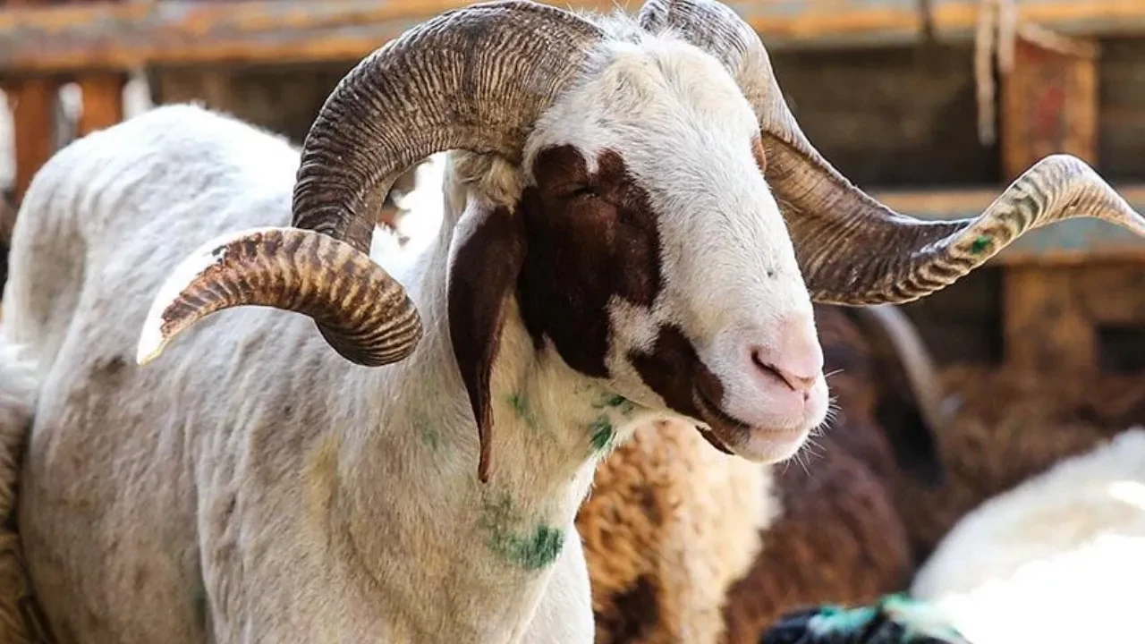 Kurbanlık fiyatları belli oldu mu? 2026 Küçükbaş ve büyükbaş kurban fiyatları