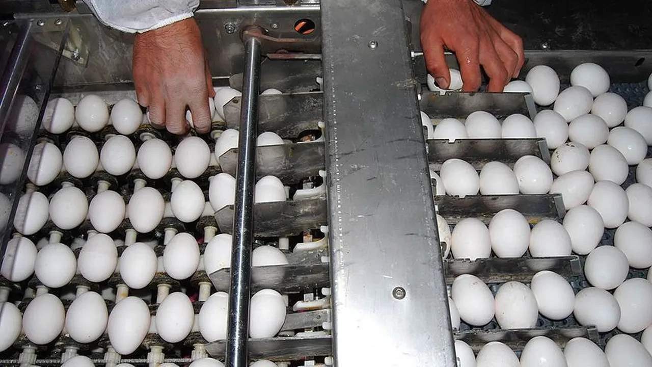 Bugünden itibaren yumurta kabuklarını çöpe atmayı bırakacaksınız! İşte nedeni...