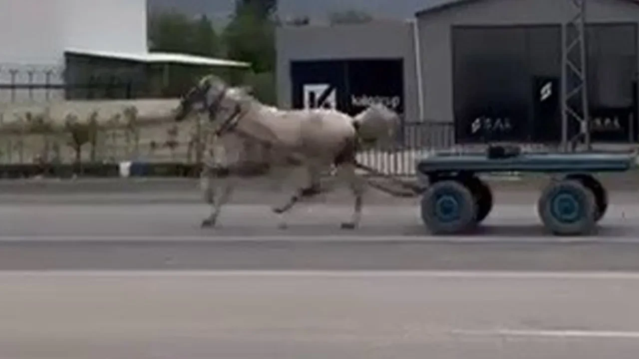 Trafikte panik anları: Kaçak at yolda adeta yarıştı