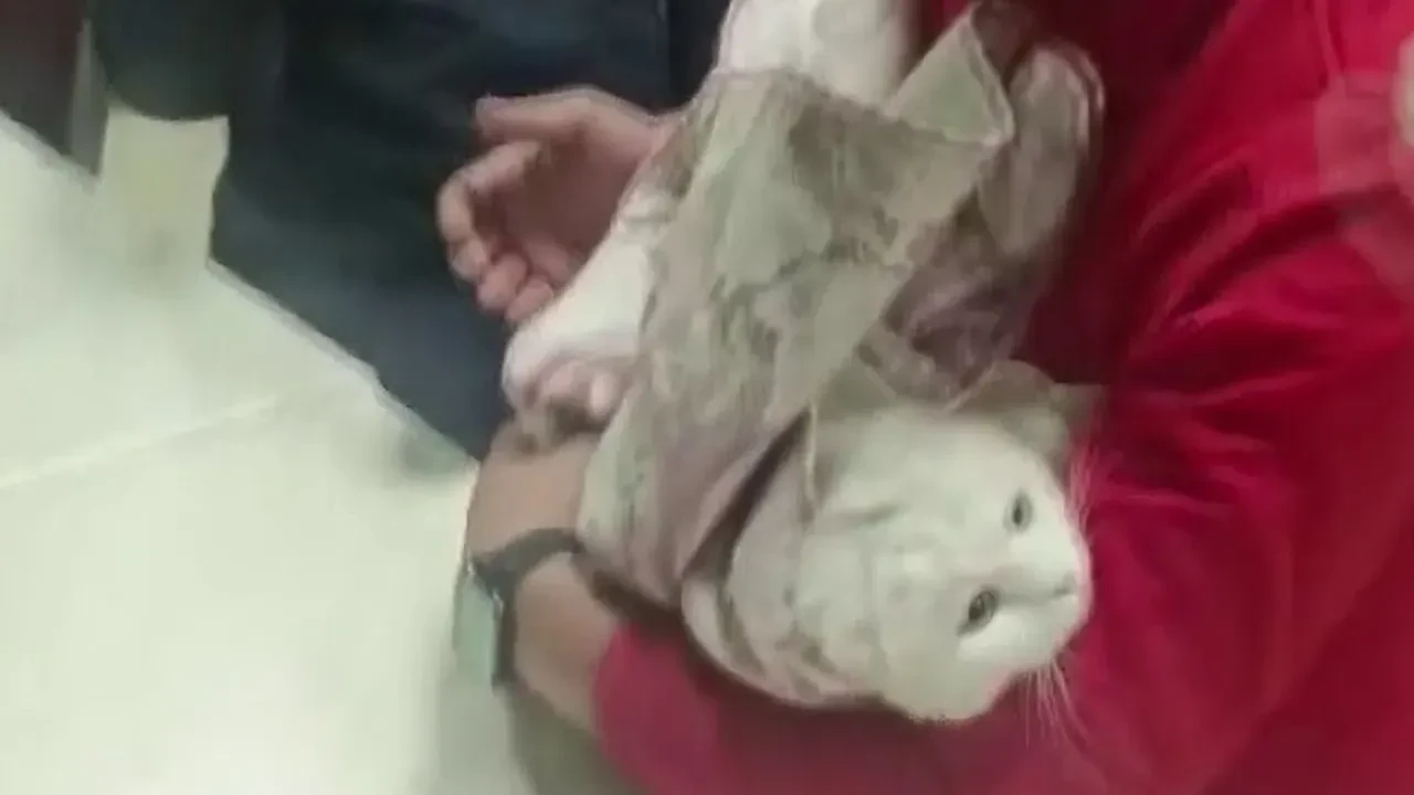 Ayağı lavabo giderine sıkışan kediyi itfaiye kurtardı