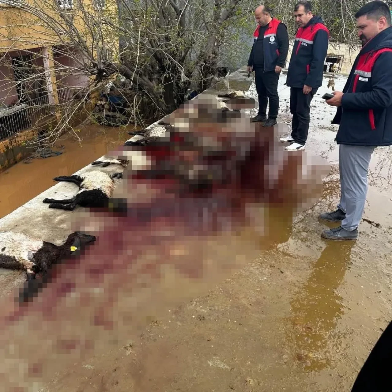 Güneydoğu'yu sağanak vurdu! Sel ve taşkın sonrası ev ve iş yerlerini su bastı