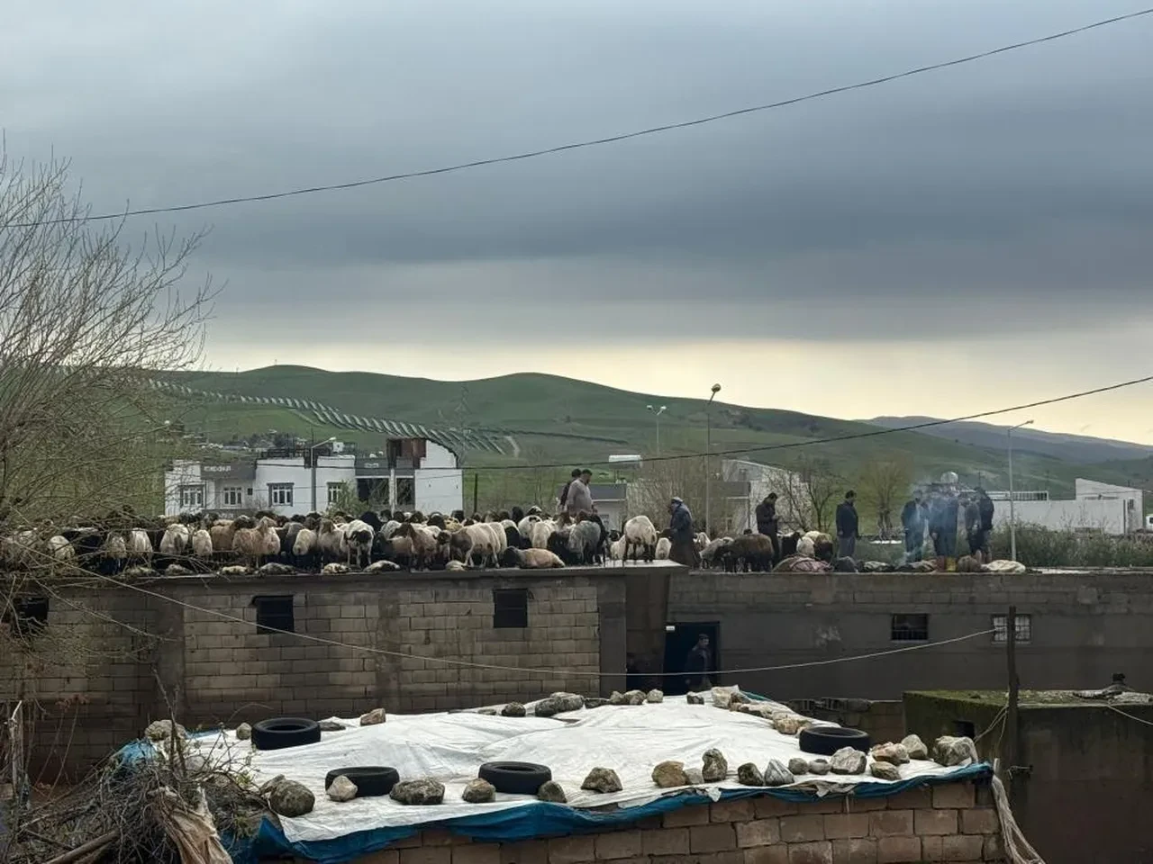 Siirt’te araçlar sel sularına gömüldü! Onlarca hayvan telef oldu