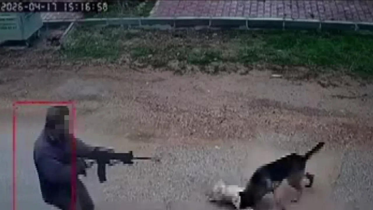 Sokak köpeğini gözünü kırpmadan vurdu: Jandarma gözünün yaşına bakmadı