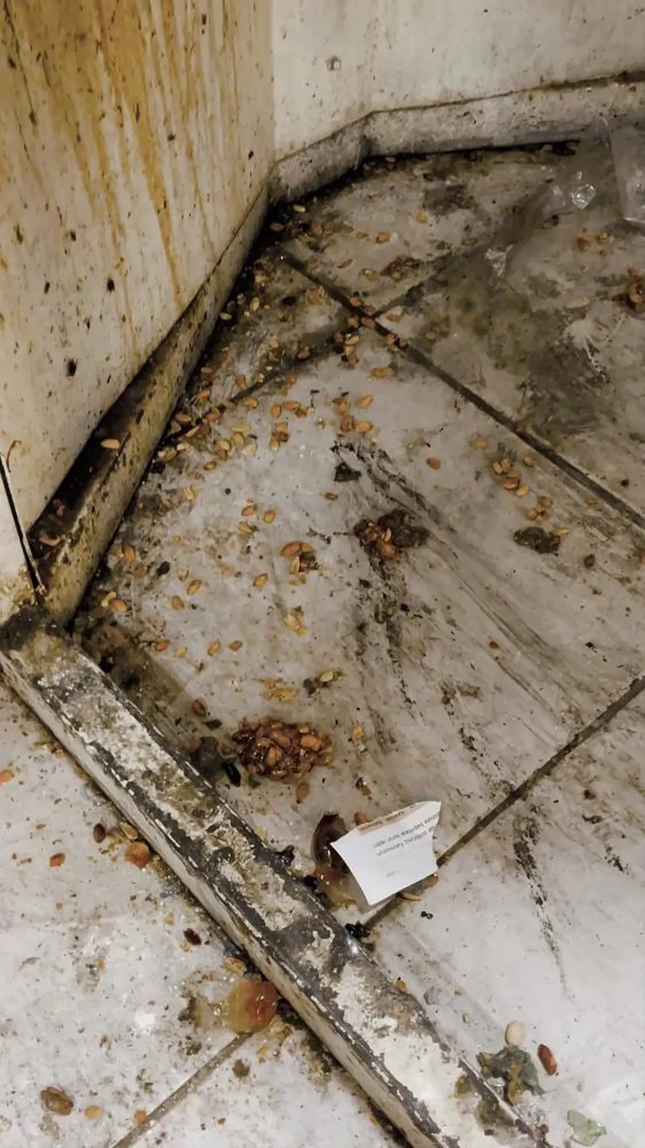 Tatlı üretiminden mide bulandıran görüntüler! Kötü koku her şeyi ortaya çıkardı