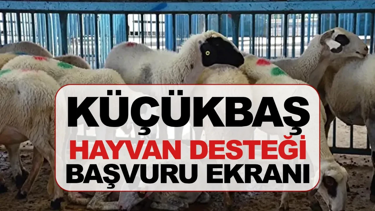 2026 küçükbaş hayvan desteği şartları neler başvuru nasıl yapılır? 150 bin hayvan dağıtılacak