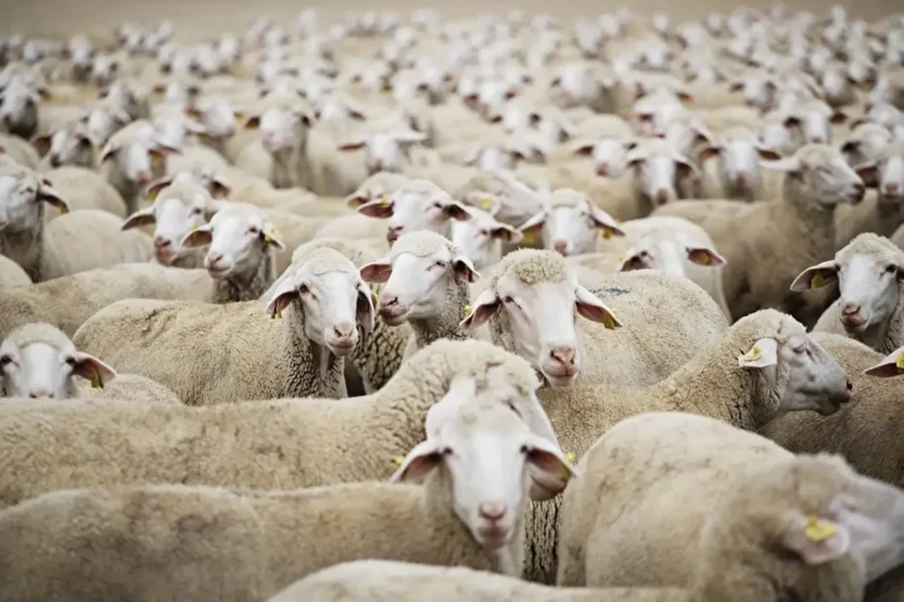 2026 küçükbaş hayvan desteği şartları neler başvuru nasıl yapılır? 150 bin hayvan dağıtılacak