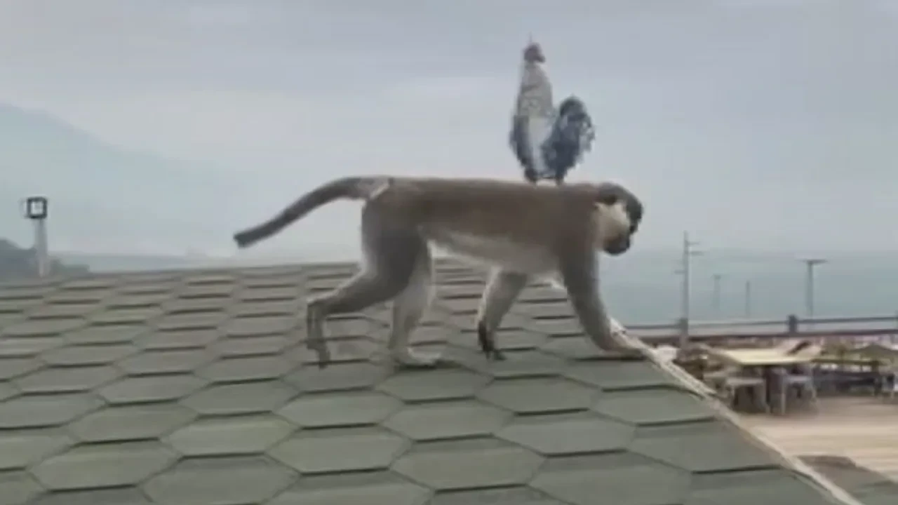 Firari maymun Denizli turunda: Ormandan çıktı, Seyir Tepesi’ne gitti