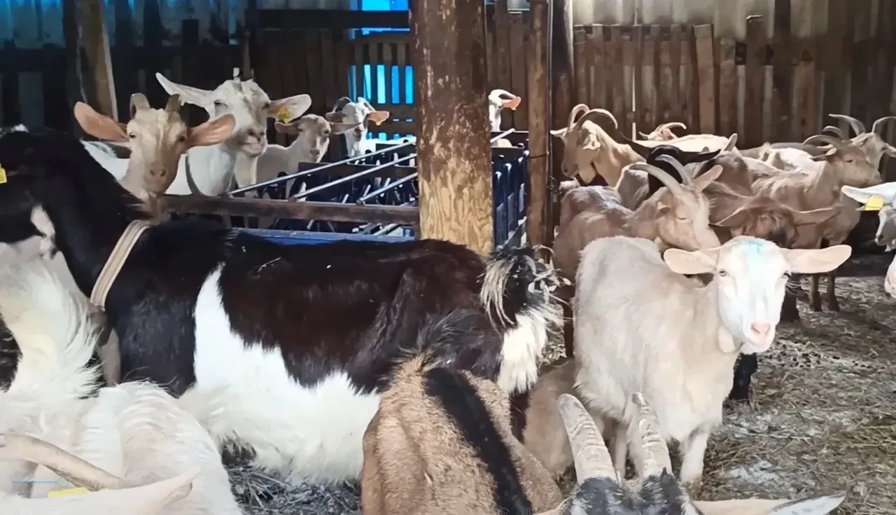 Hobi olarak başladı, talebe yetişemiyor! Fiyatı 30 bin liraya kadar çıkıyor