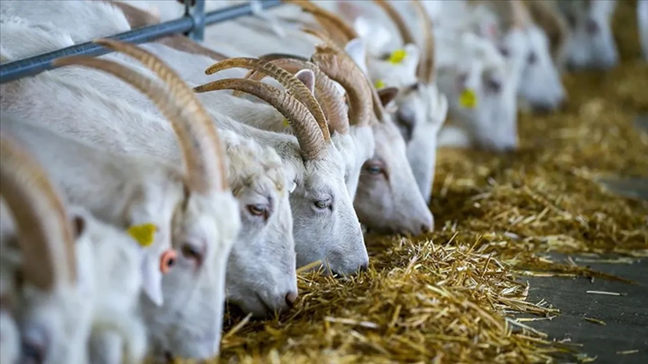 Hobi olarak başladı, talebe yetişemiyor! Fiyatı 30 bin liraya kadar çıkıyor