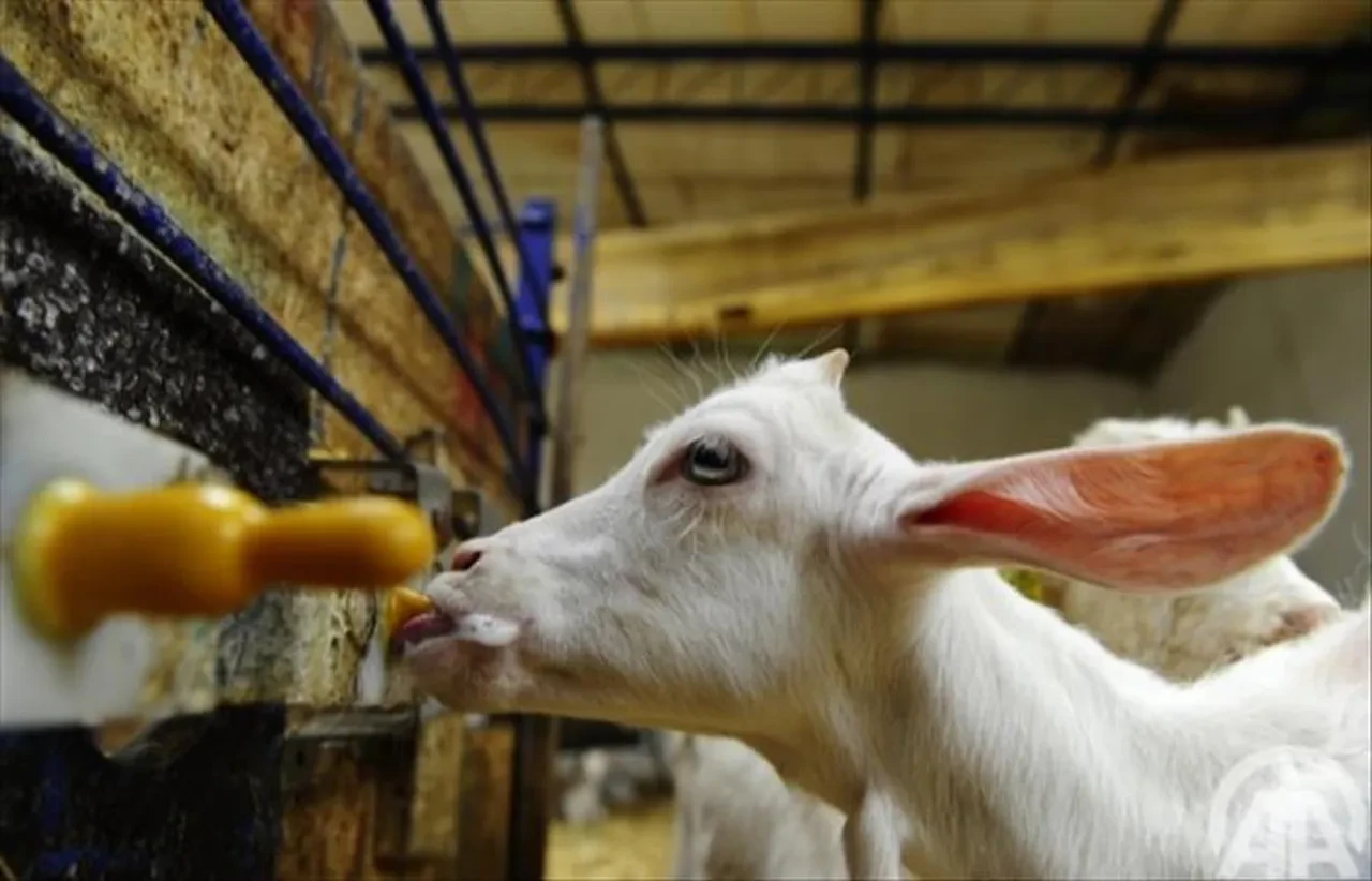 Hobi olarak başladı, talebe yetişemiyor! Fiyatı 30 bin liraya kadar çıkıyor