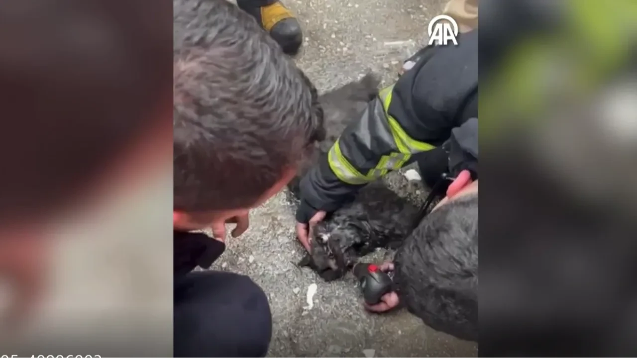 Yangından çıkarılan kedi, kalp masajıyla hayata döndü