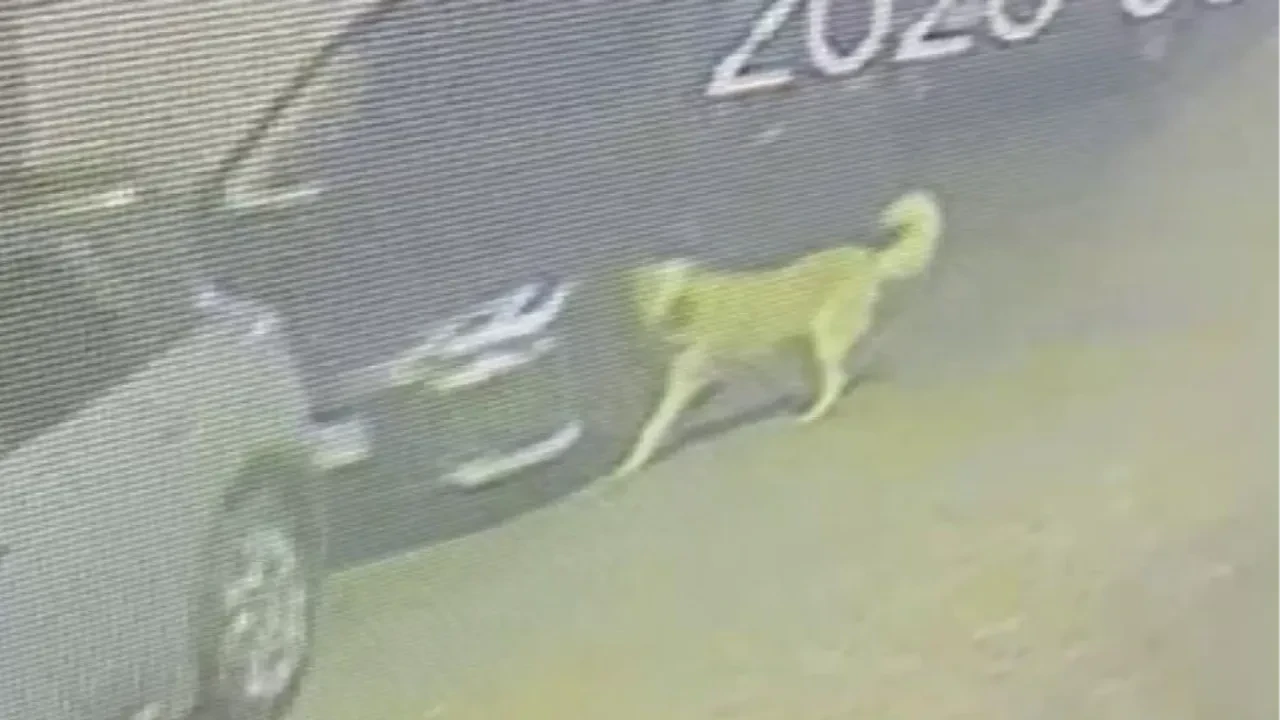 Başıboş sokak köpeği önce araca zarar verdi, sonra vatandaşı kovaladı