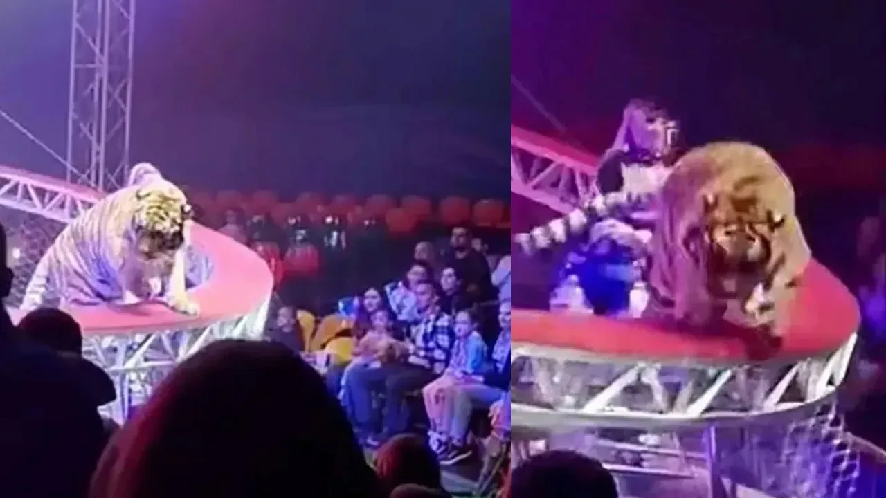 Kaplan bir anda seyircilerin arasına daldı! Korku dolu anlar