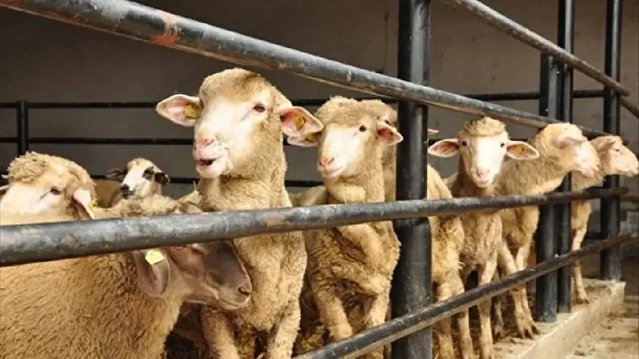 Kurban Bayramı 9 gün tatil olacak mı kaç gün?